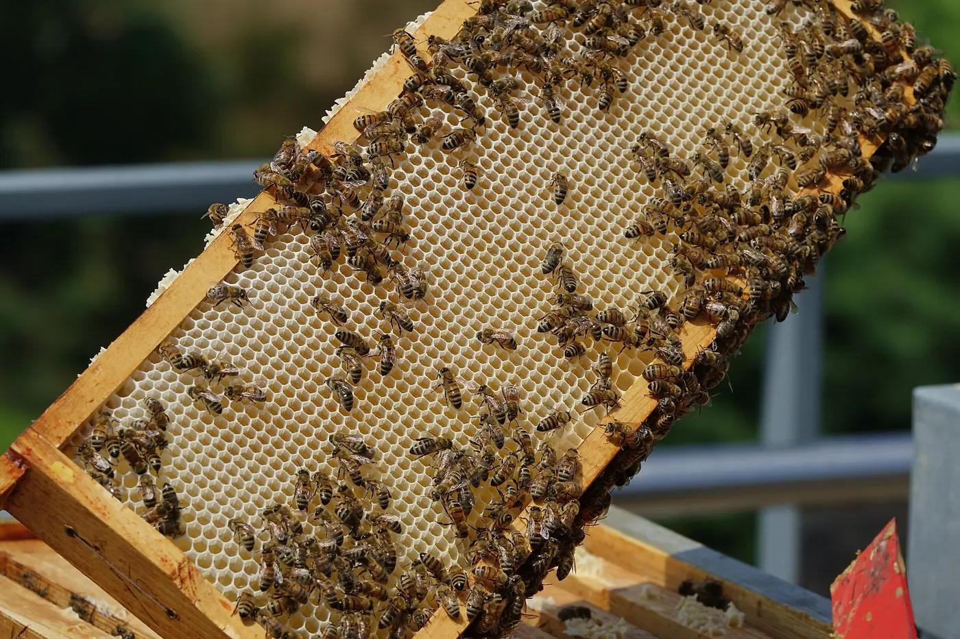 Worker honey bees (Apis mellifera) on honeycomb inside the hive