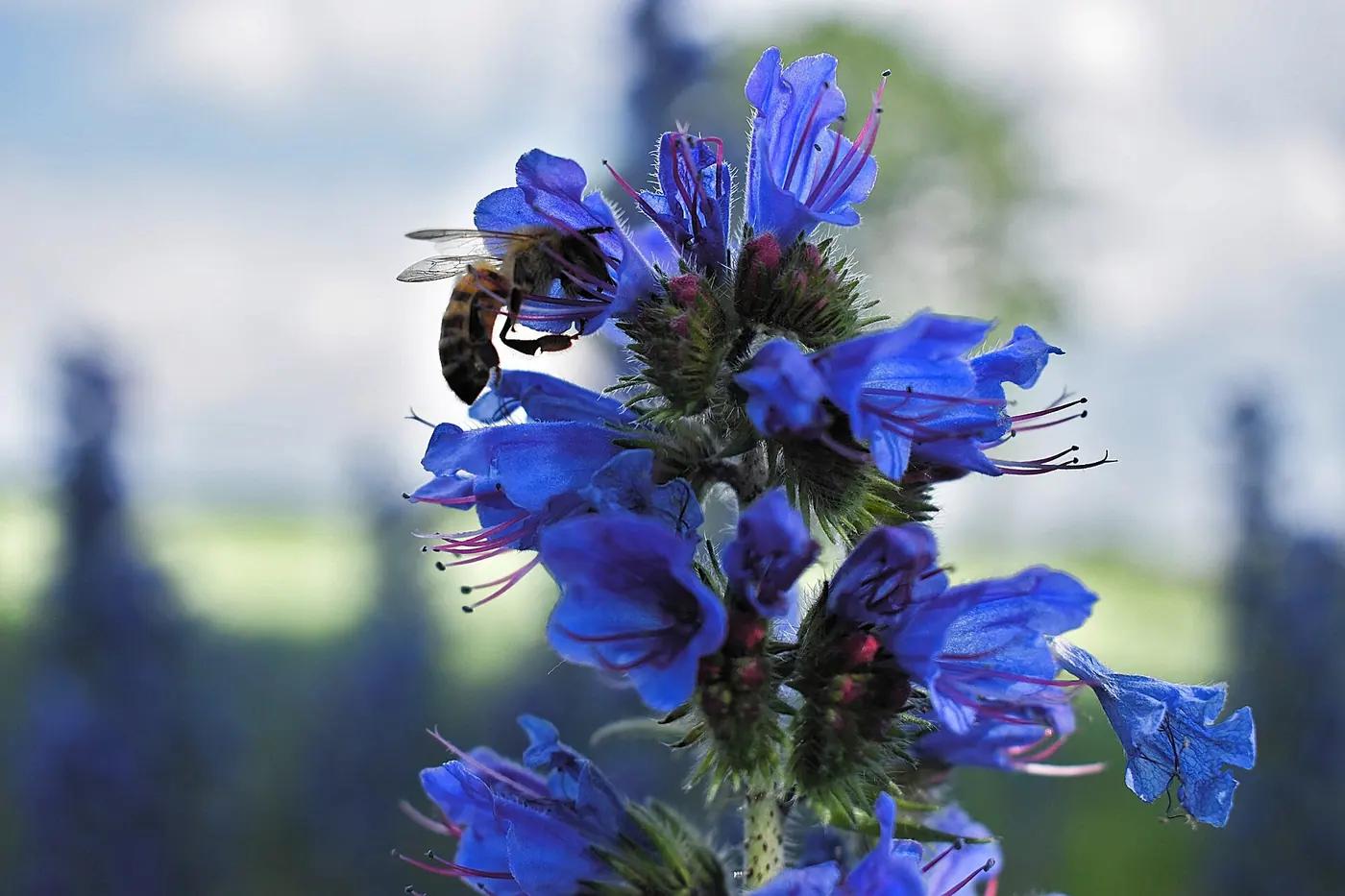 Western honey bee (Apis mellifera) foraging on a flower with pollen on its legs