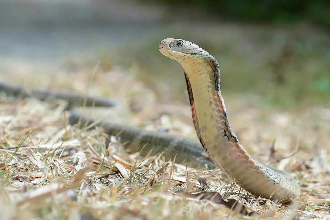 King cobra raised off the ground on dry leaf litter in Kaeng Krachan National Park, Thailand