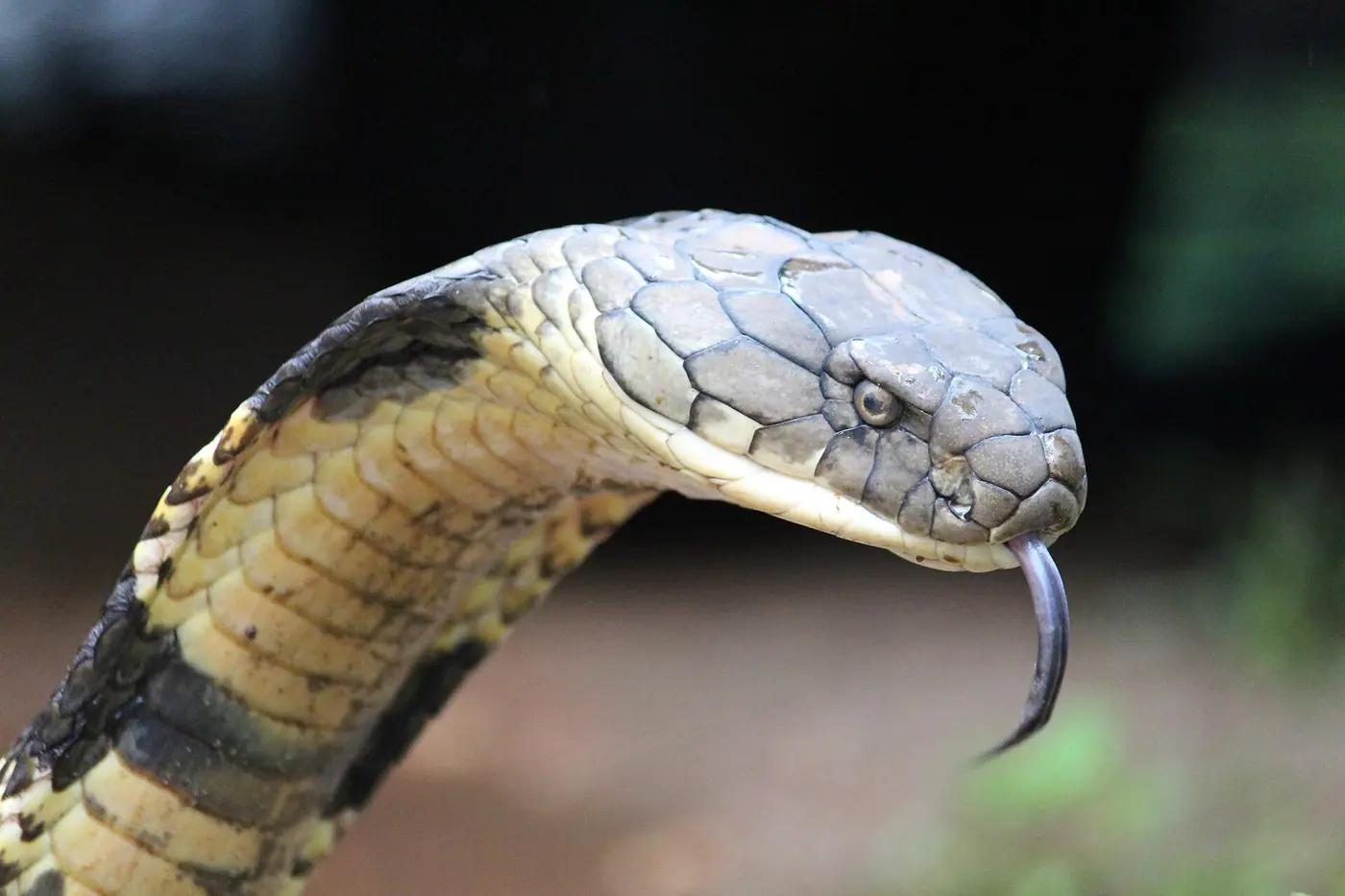 Close-up of a king cobra's head and spread hood with its forked tongue extended