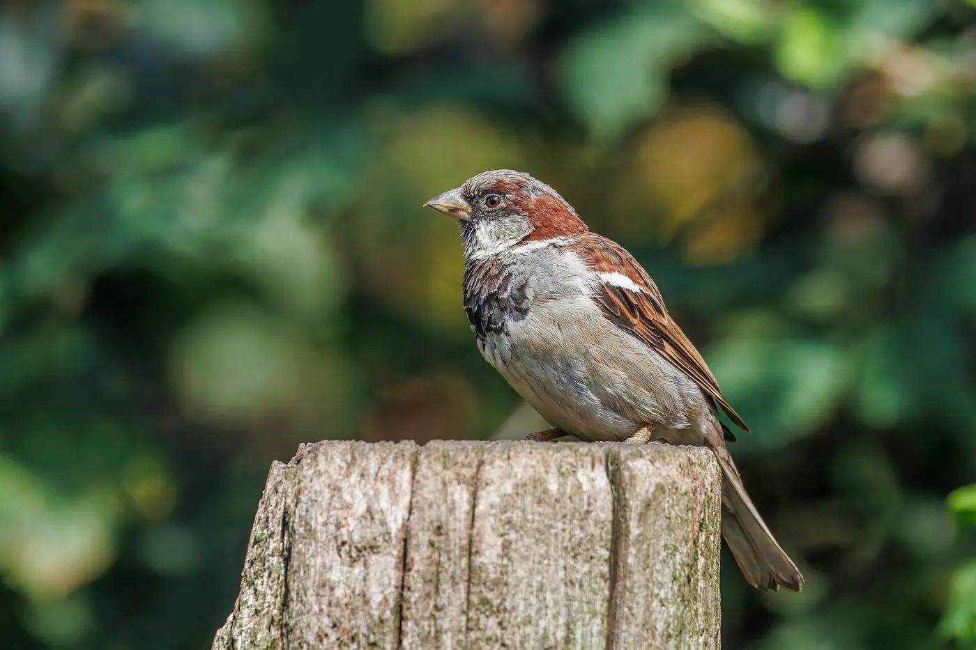 Male house sparrow perched on a fence