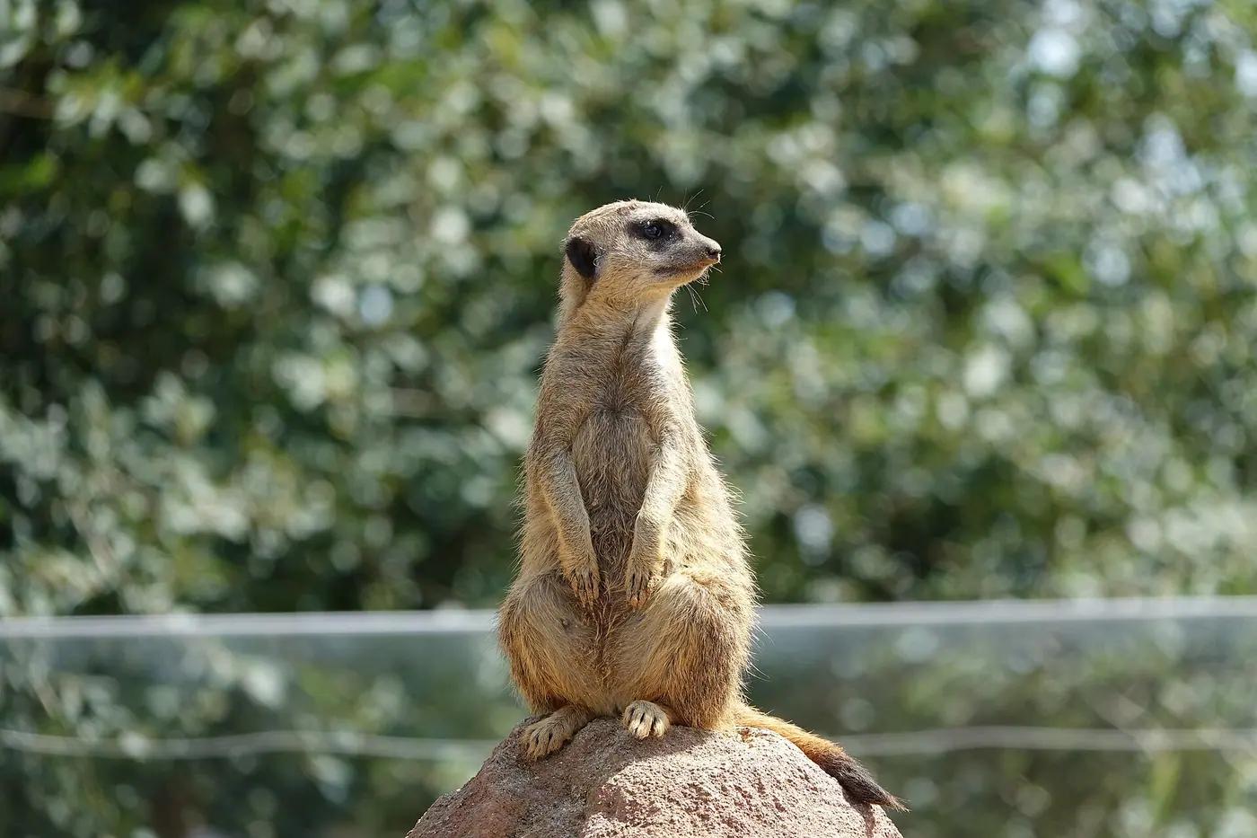 Meerkat standing upright on sentry duty