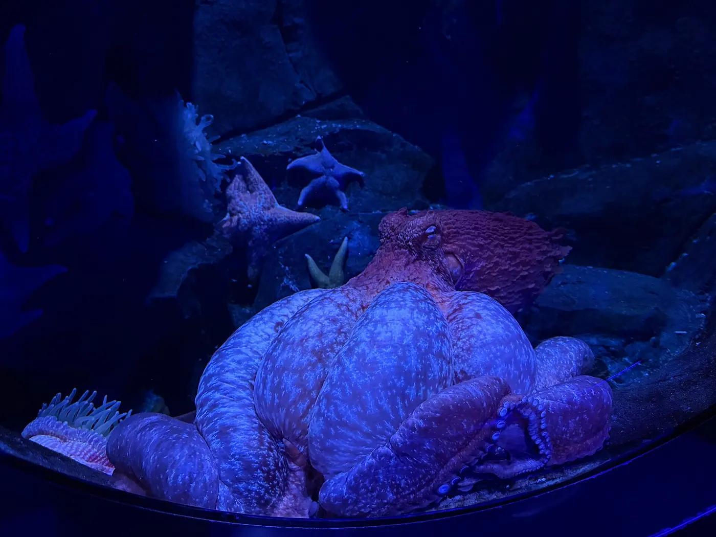 Giant Pacific octopus (Enteroctopus dofleini) with arms and suckers spread against rock