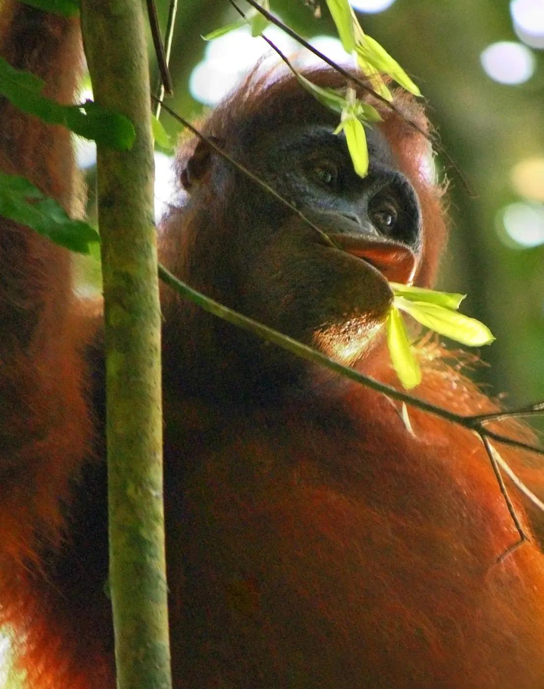 Wild orangutan looking out through leaves and thin branches in the forest canopy