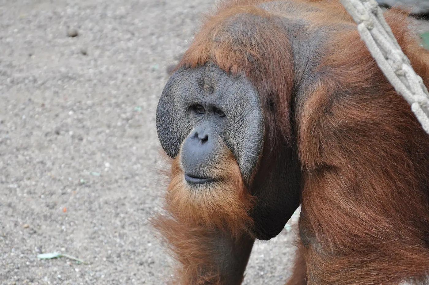 Flanged adult male Sumatran orangutan with wide cheek pads and long reddish hair