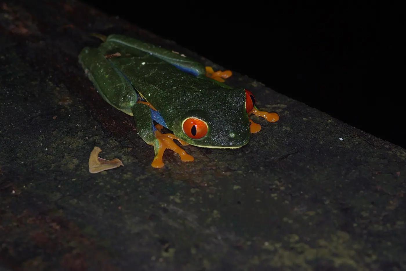 Red-eyed tree frog on a leaf at night, the kind of sighting a herping walk hopes for but cannot promise