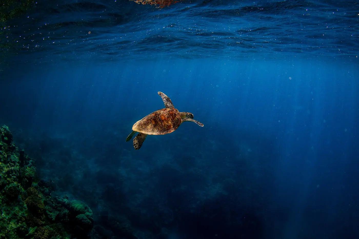 Green sea turtle swimming up towards the surface over a reef