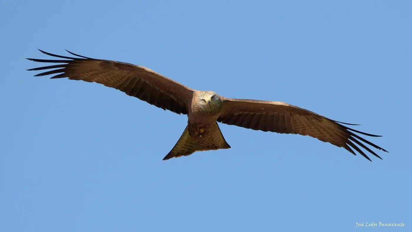Red kite in flight seen from below, showing the forked tail and long angled wings