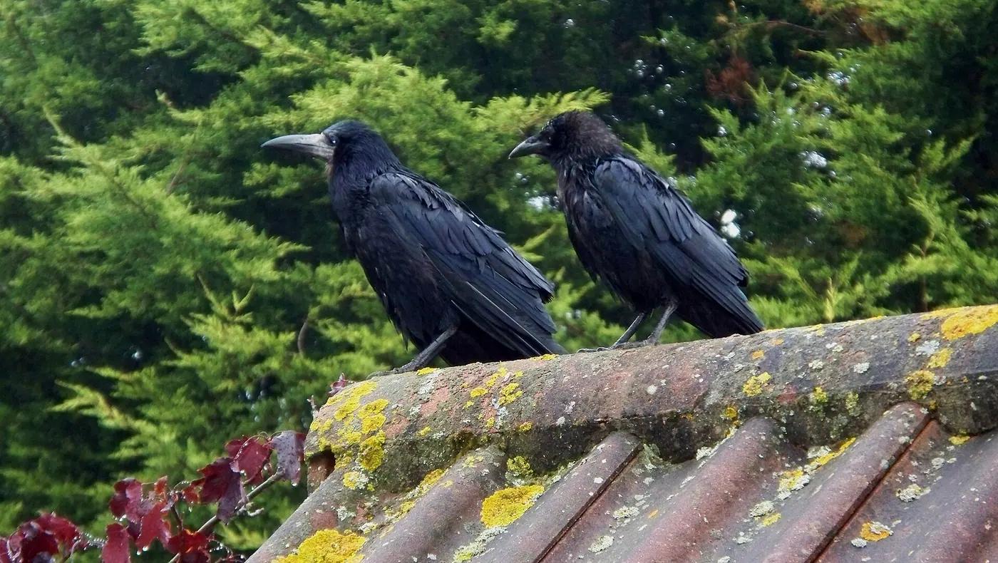 Adult rook with a bare pale face beside a juvenile rook on a roof
