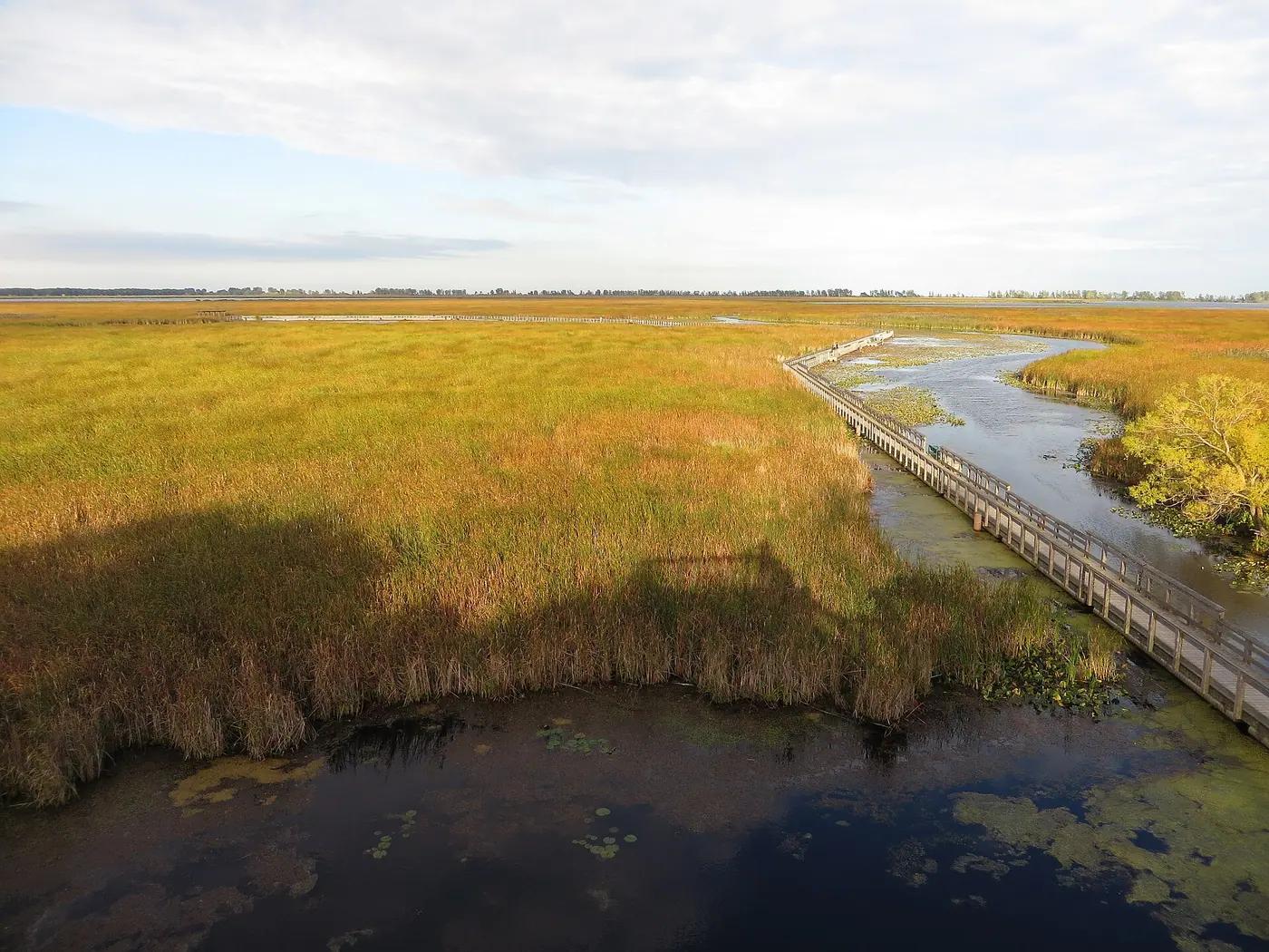 A wooden boardwalk curving through a marsh of tall reeds and open water under a cloudy sky