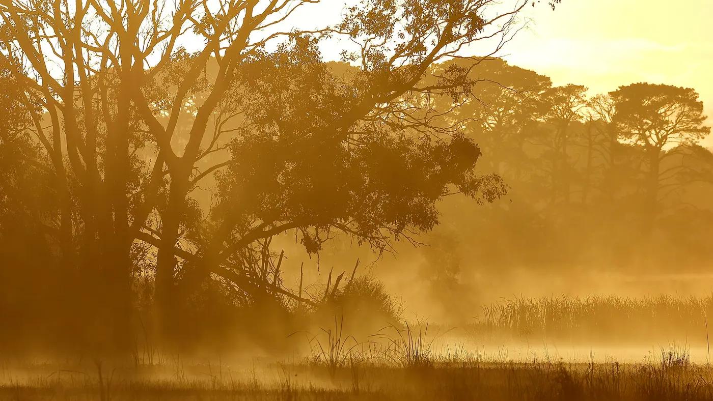 Golden mist rising off a wetland at sunrise with trees and reeds in silhouette