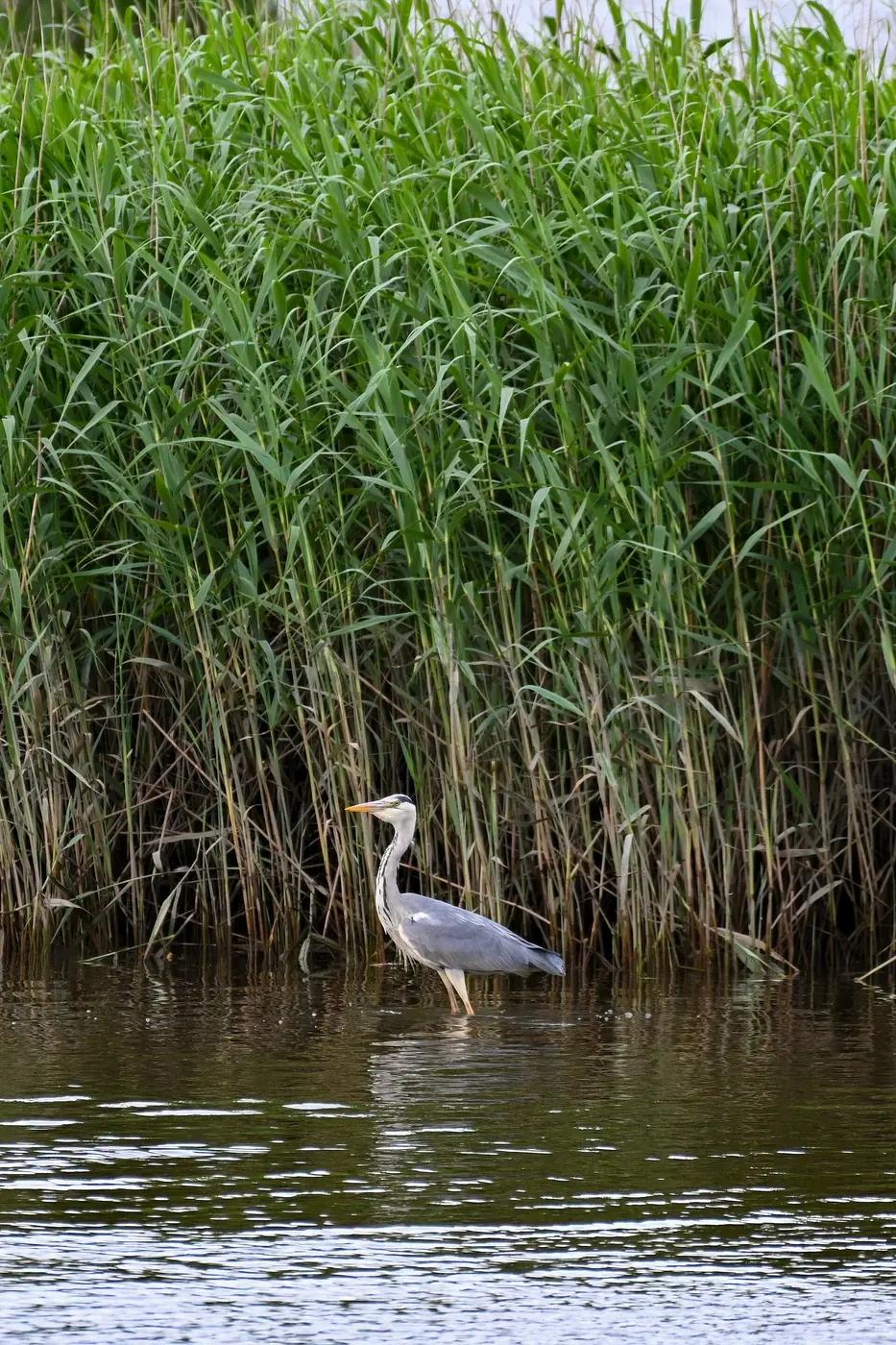A grey heron standing in shallow water in front of a tall green reedbed