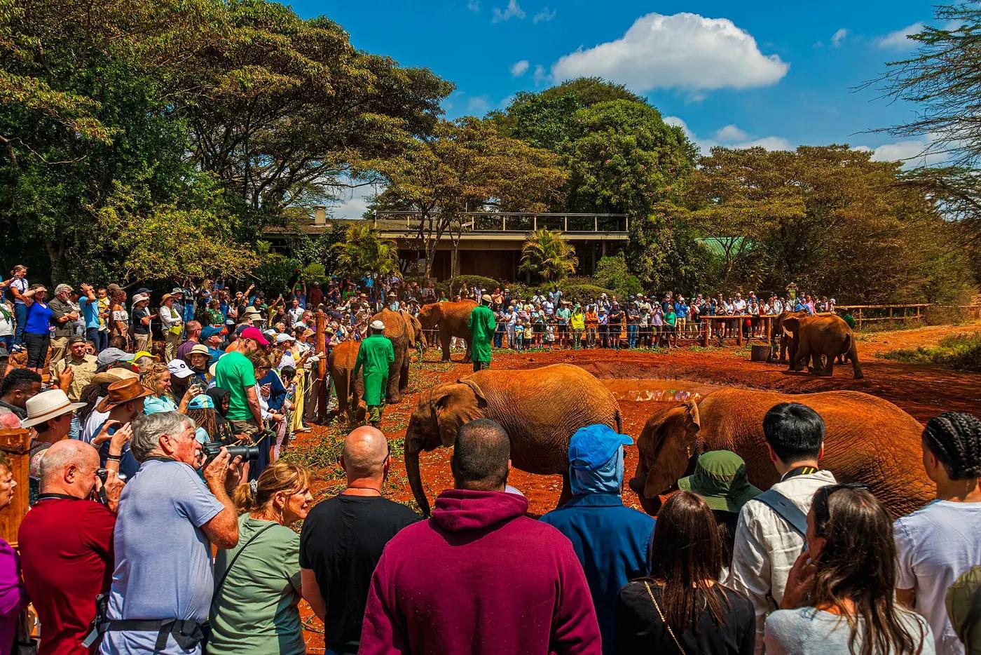 A large crowd of tourists with cameras and phones watching elephants at a wildlife sanctuary in Nairobi, Kenya