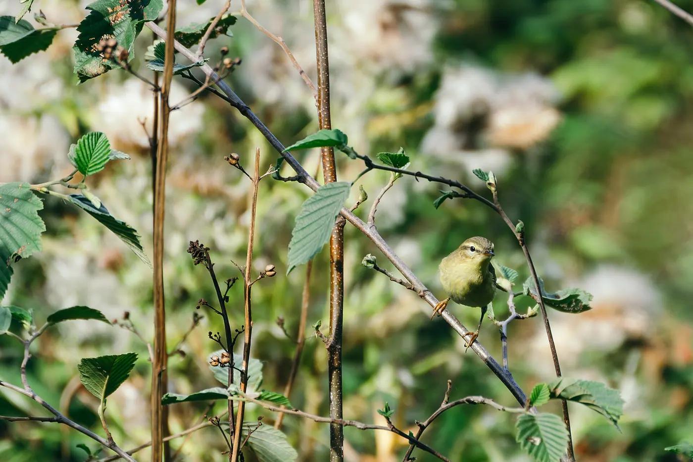A willow warbler perched on a twig among alder leaves