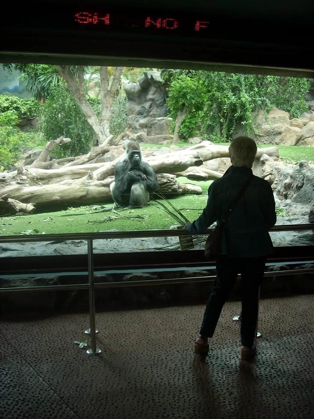 A visitor at a glass viewing window watching a western lowland gorilla sitting in its enclosure