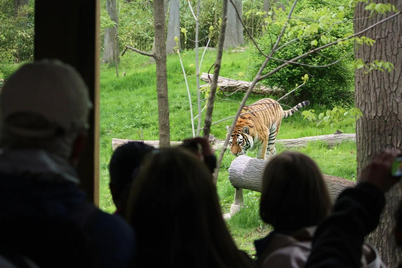 Zoo visitors standing at a viewing window watching a tiger walk through its enclosure