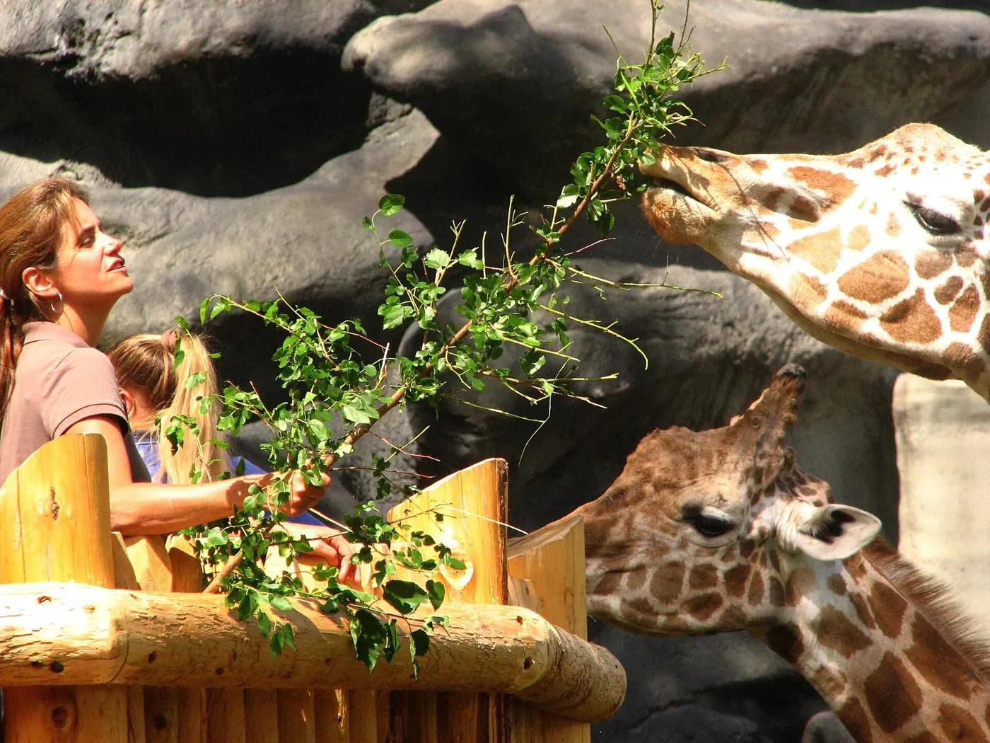 A visitor on a raised platform holding a leafy branch out to two giraffes at a zoo