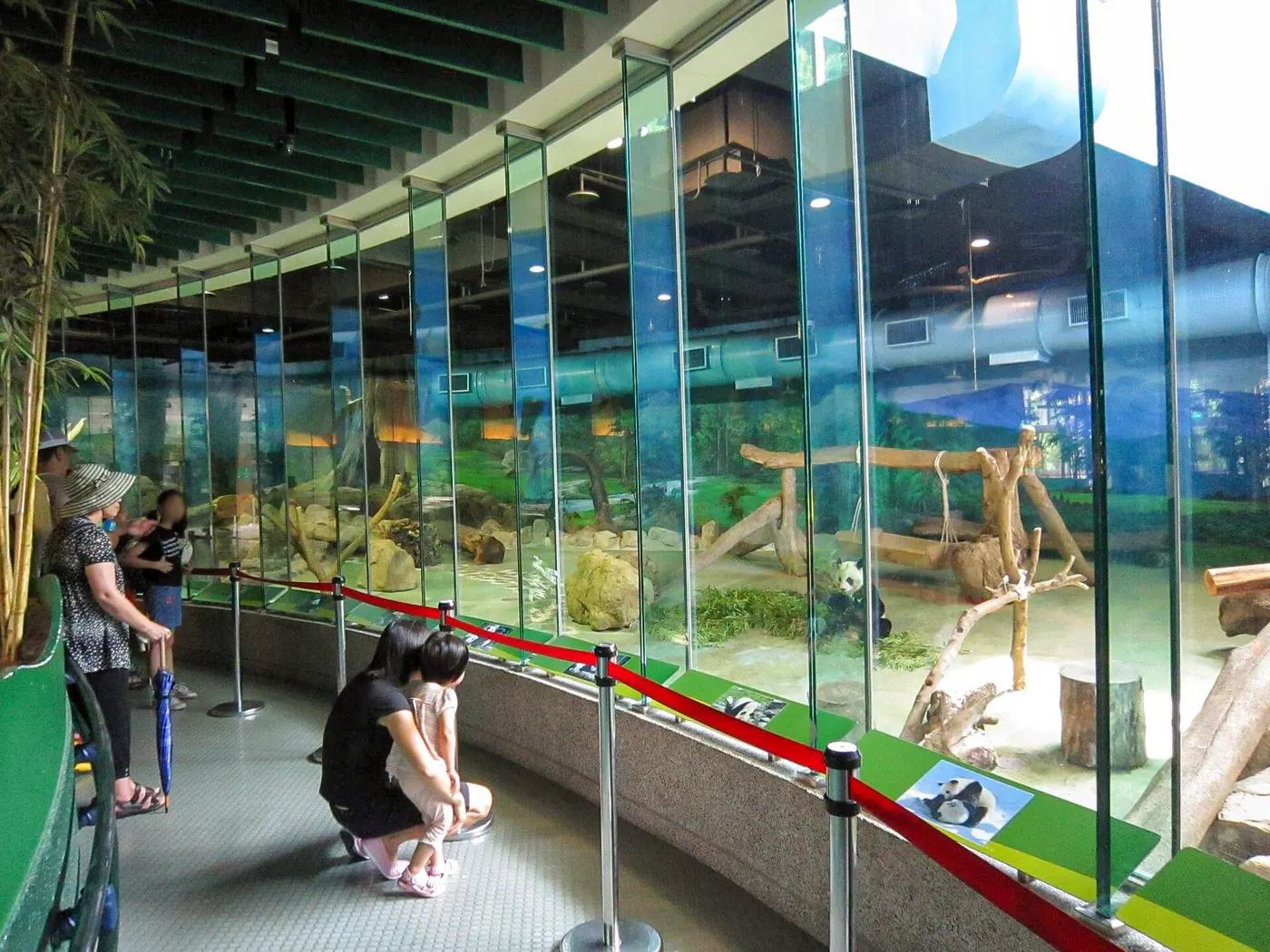 Families crouched at a long glass wall watching a giant panda eat bamboo in an indoor enclosure