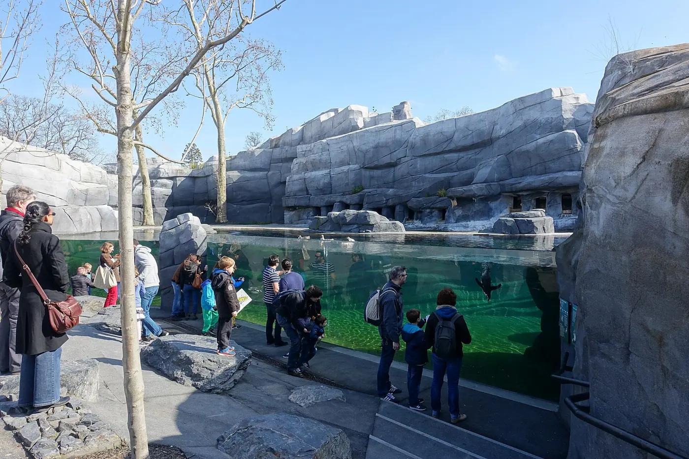 Visitors lined along the glass of a sea lion pool at a zoo as a sea lion swims past underwater