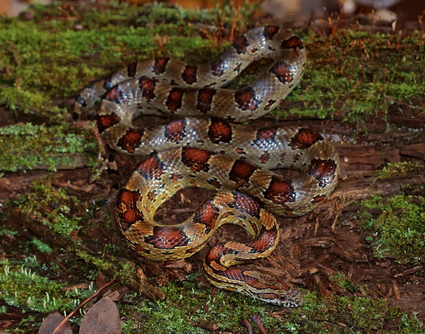 Corn snake with orange and red blotches coiled on bark