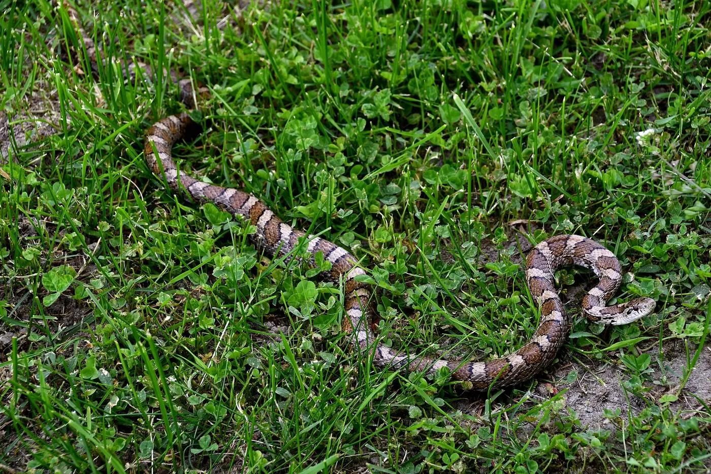 Eastern milk snake with reddish blotches crossing a lawn