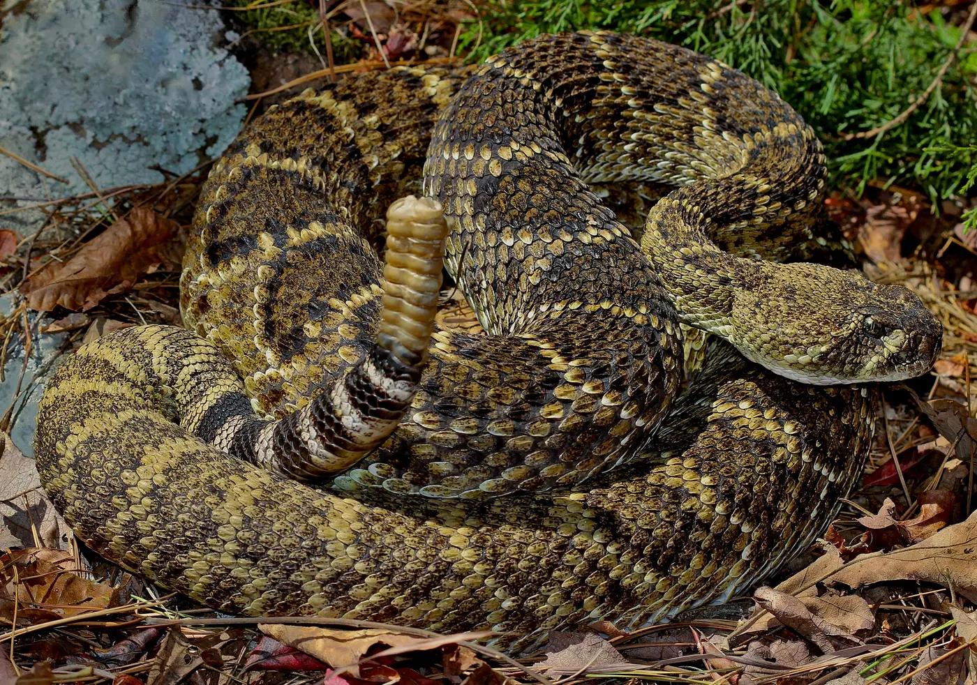 Western diamondback rattlesnake coiled with its rattle raised among leaf litter