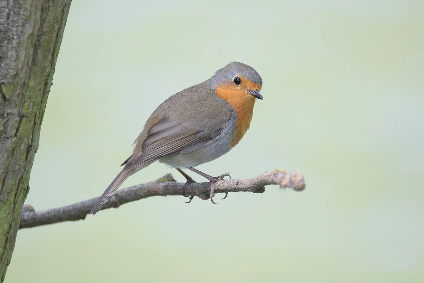 European robin perched on a bare twig