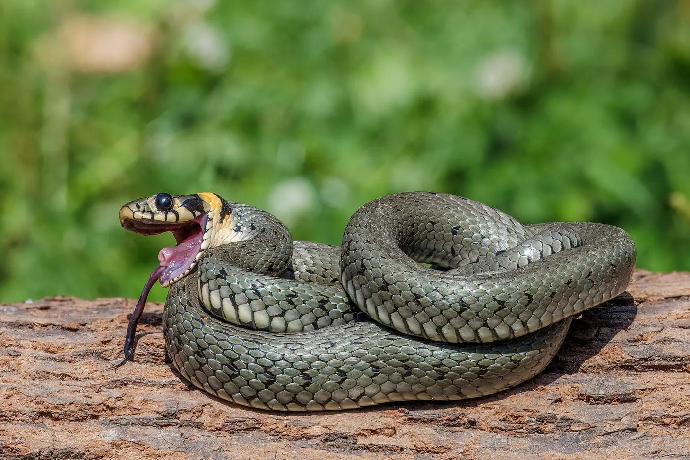 Grass snake coiled on a rock with its pale yellow collar visible