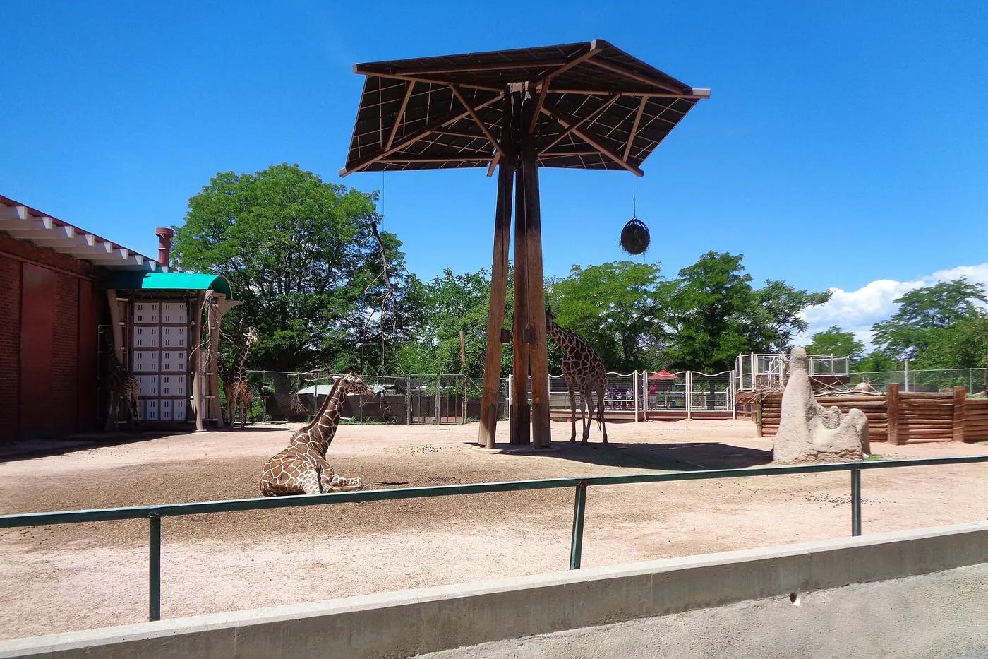 Giraffes in an outdoor zoo enclosure with a shade structure