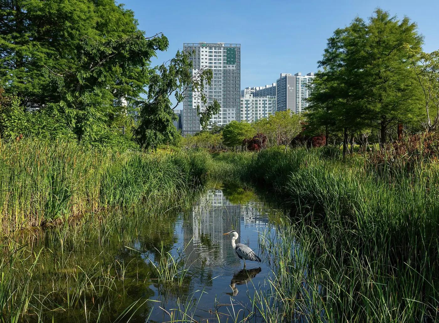 Grey heron standing beside a park pond under a blue sky