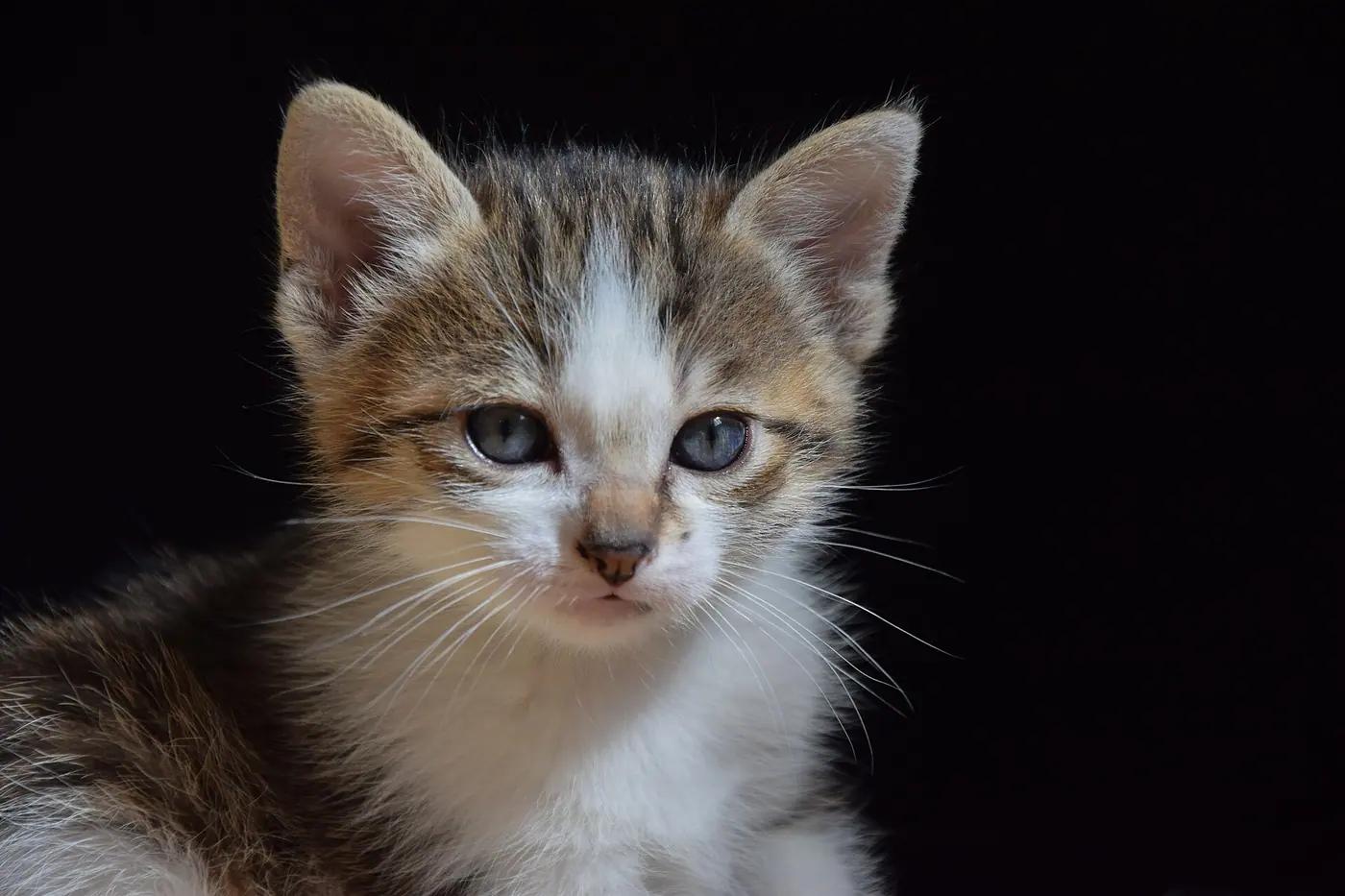 Domestic kitten looking up, the real animal behind Sprigatito