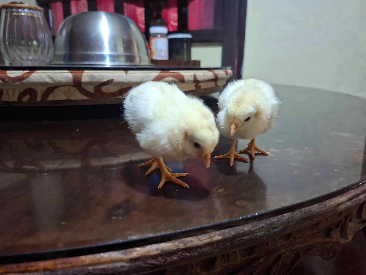 Fluffy yellow chicken chick, the real animal behind Torchic