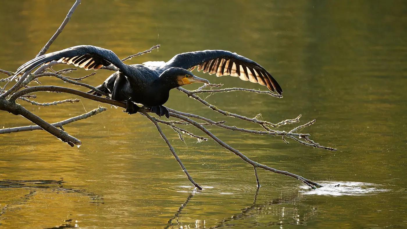 Great cormorant drying its outspread wings, the real animal behind Cramorant