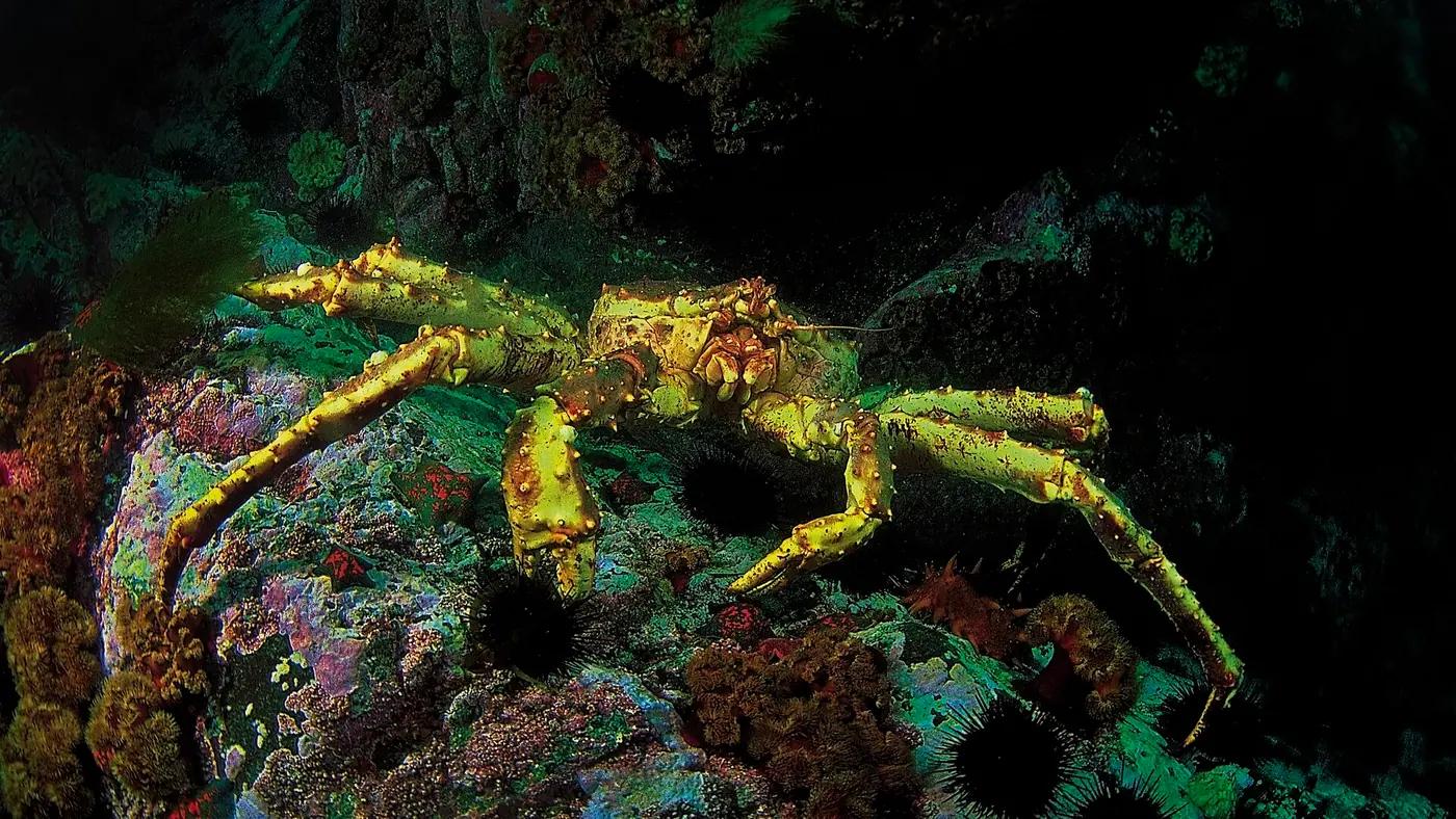 Red king crab on the sea floor, the real animal behind Crabrawler