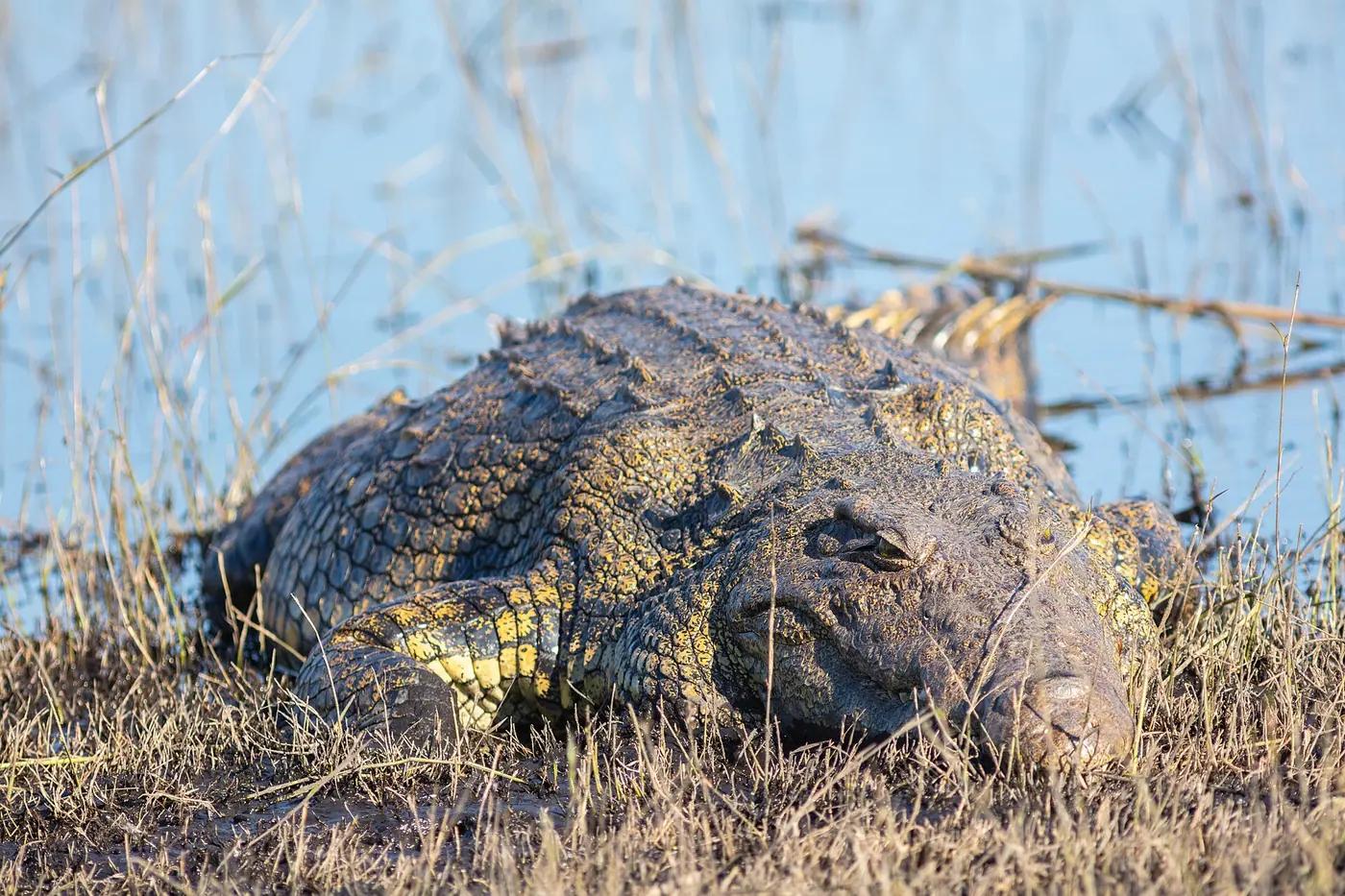 Nile crocodile basking on a riverbank, the real animal behind Sandile