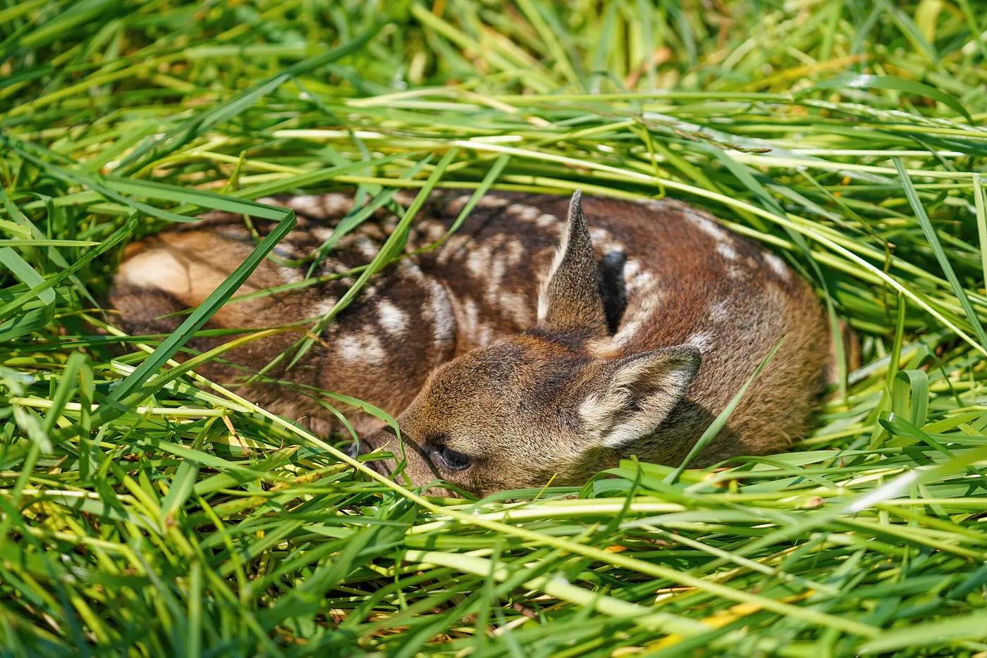 Roe deer fawn in a meadow, the real animal behind Deerling