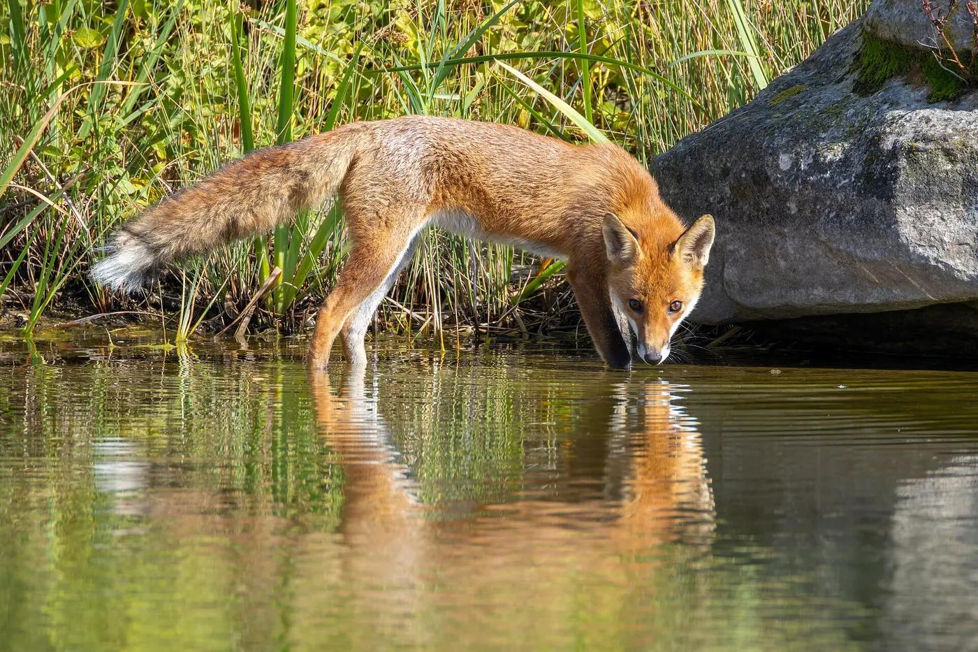 Red fox in a field, the real animal behind Nickit
