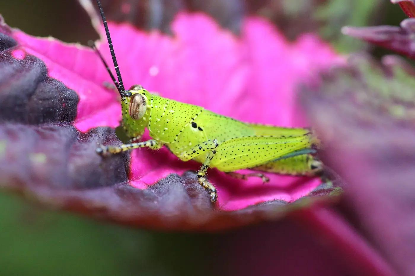 Grasshopper on a grass stem, the real animal behind Nymble