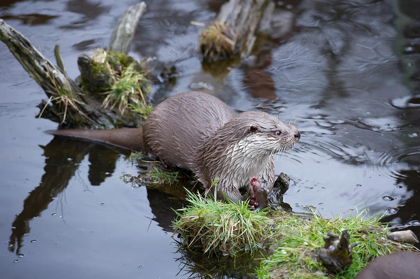 Eurasian otter at the water's edge, the real animal behind Buizel