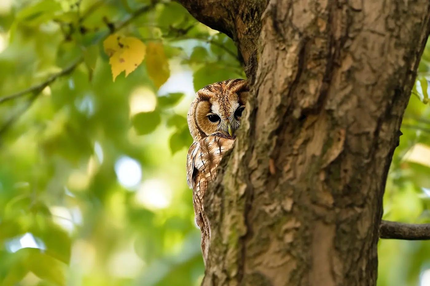 Tawny owl peering from a tree hole, the real animal behind Hoothoot