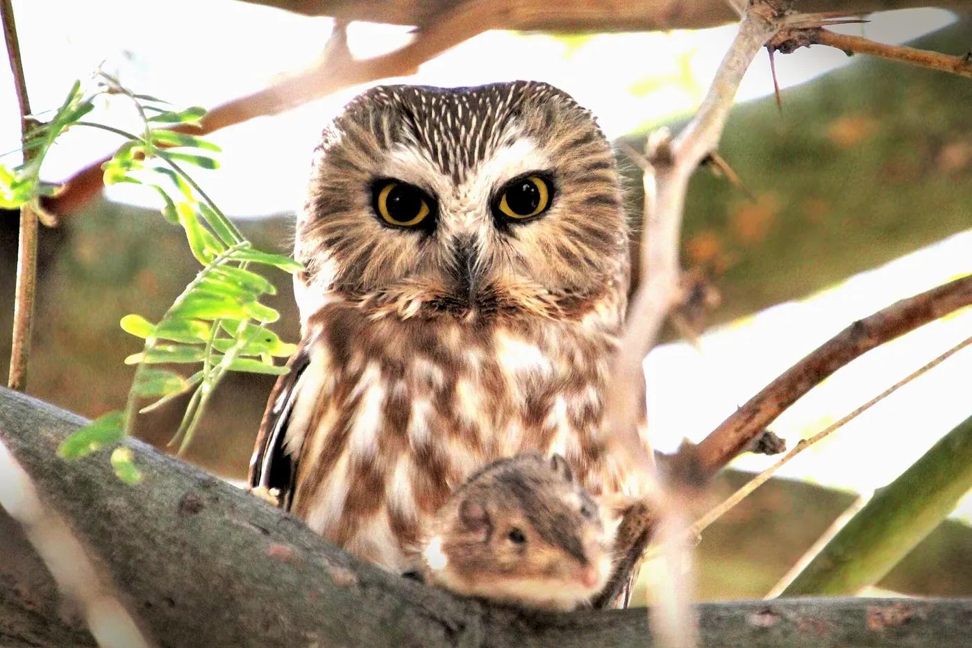 Northern saw-whet owl, a small round owl, the real animal behind Rowlet