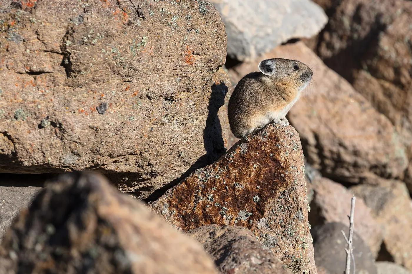 American pika with a mouthful of grass on rocks, the real animal behind Pikachu