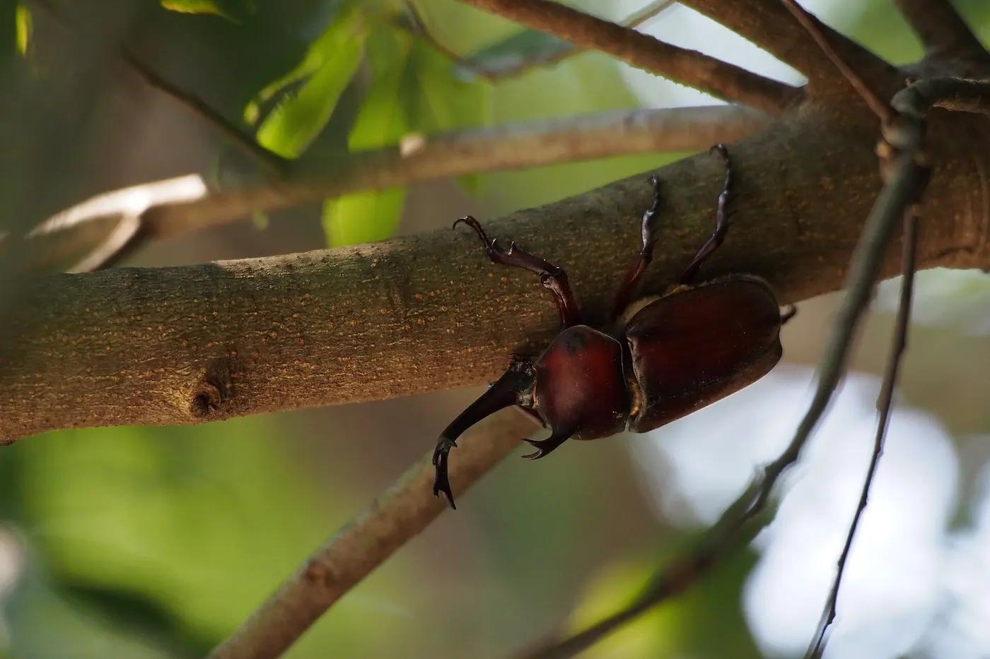 Japanese rhinoceros beetle with its forked horn, the real animal behind Heracross