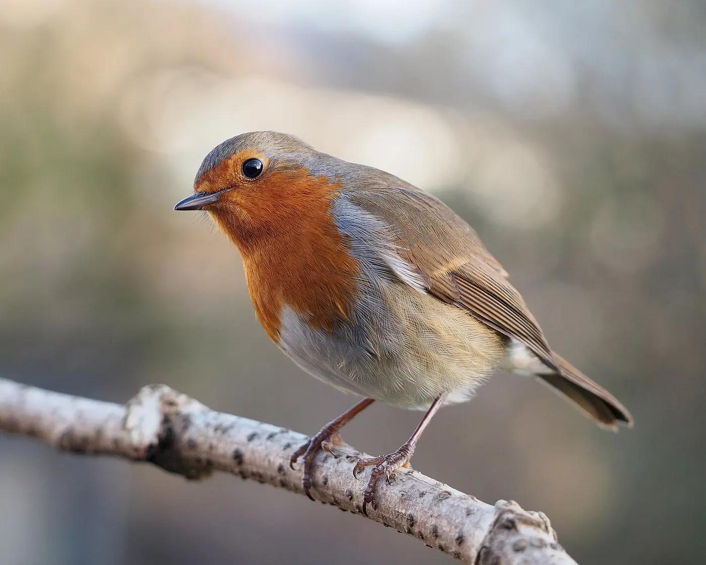 European robin with its head cocked on a branch, the real animal behind Fletchling