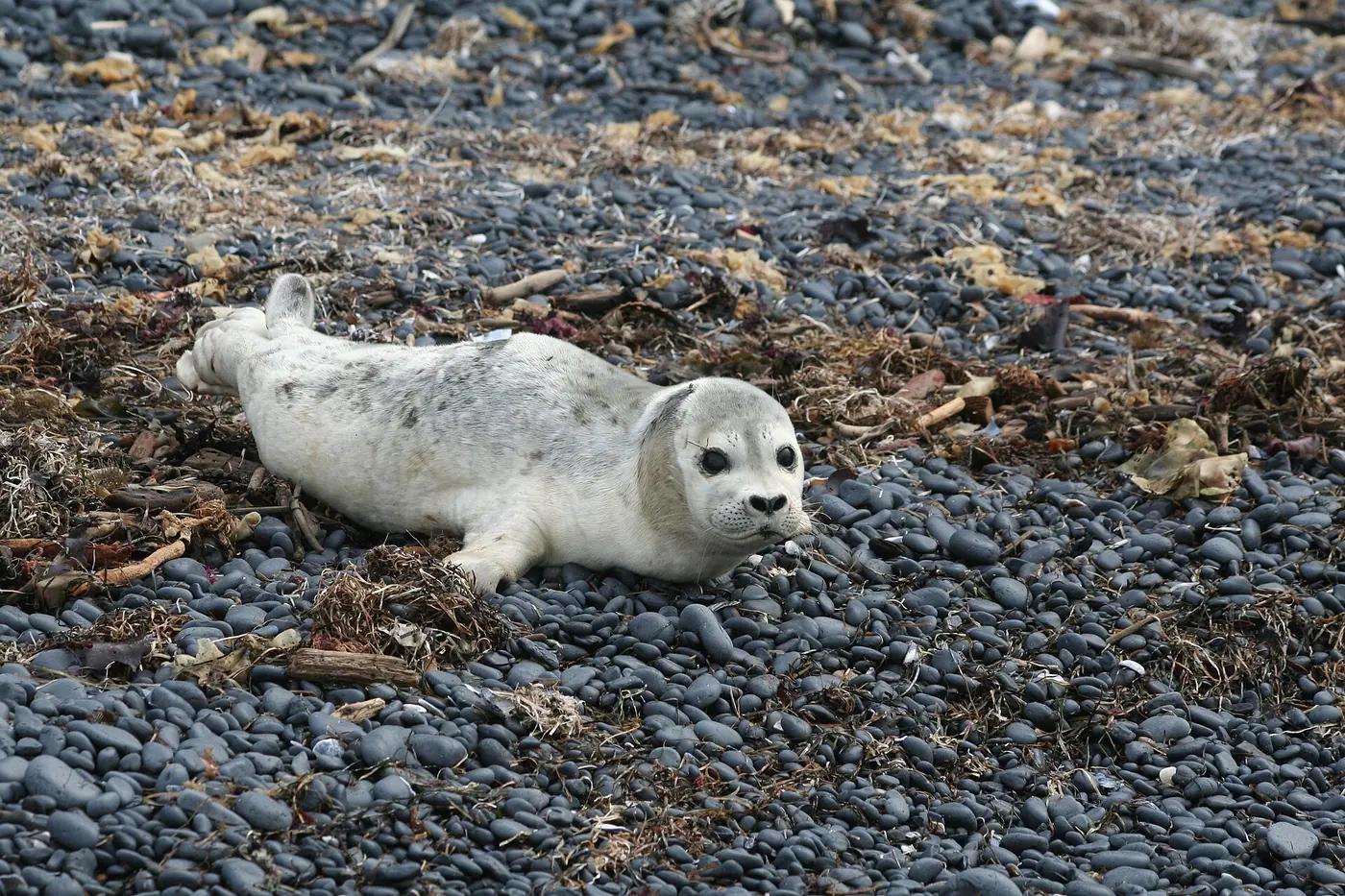 Harbor seal resting on the shore, the real animal behind Spheal