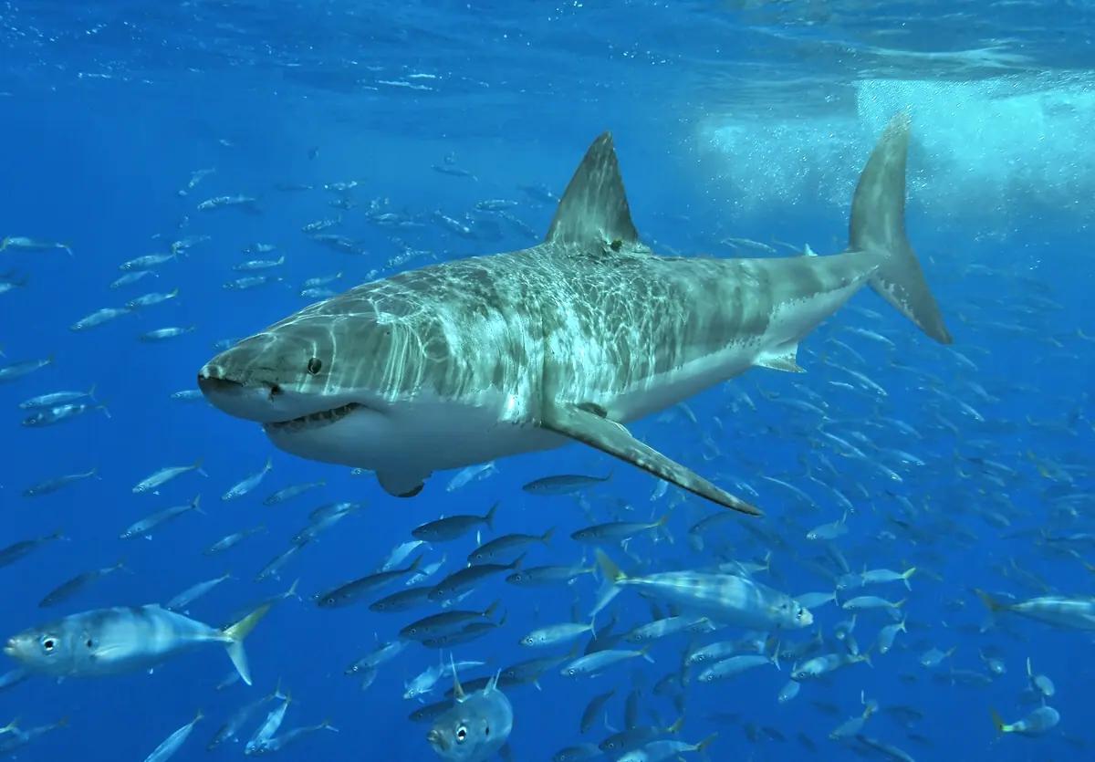 Great white shark swimming in open water, the real animal behind Sharpedo
