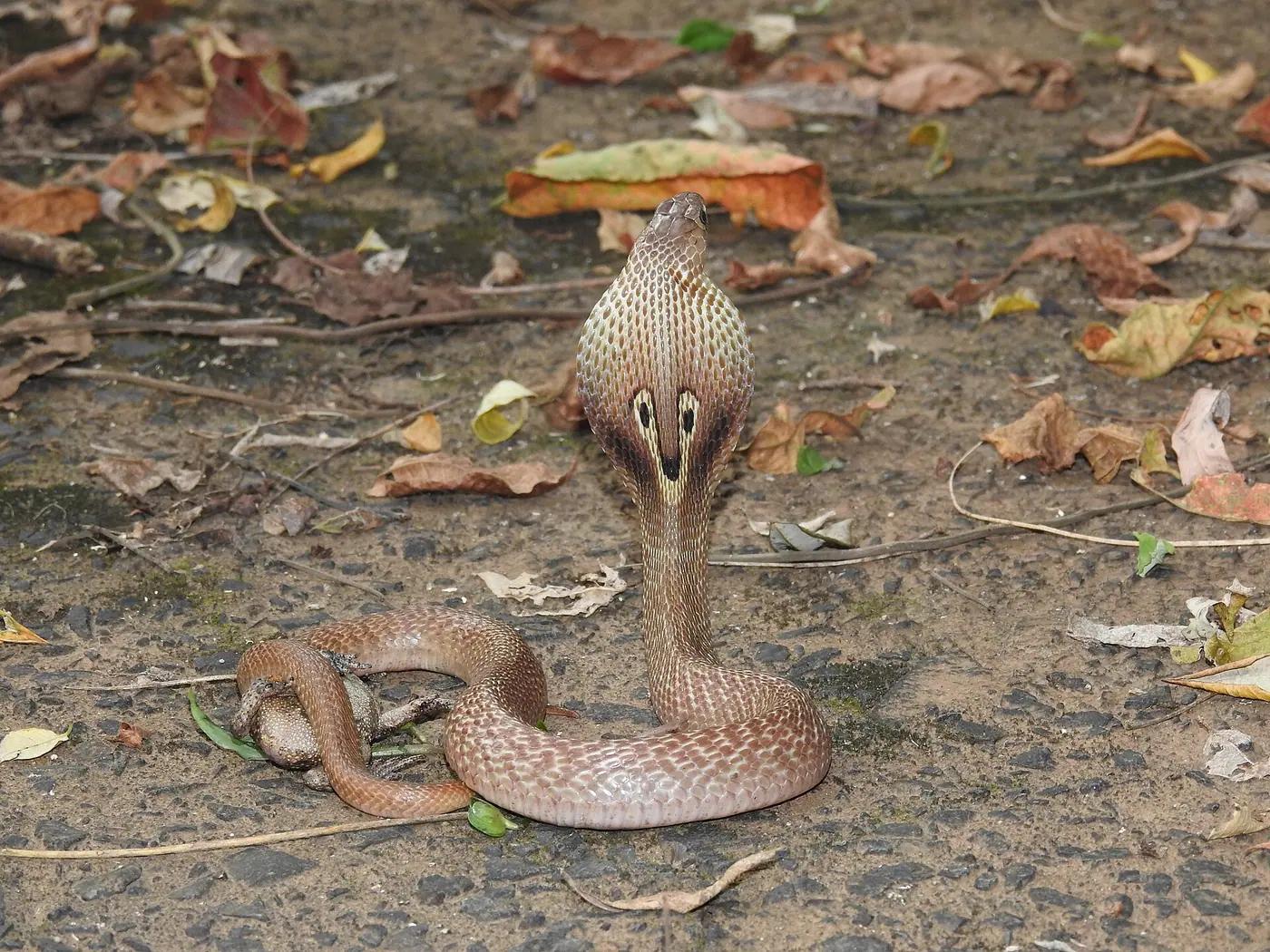 Indian cobra with its hood spread, the real animal behind Ekans