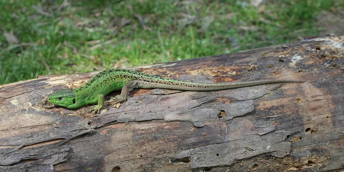 Bright green male sand lizard basking on weathered wood