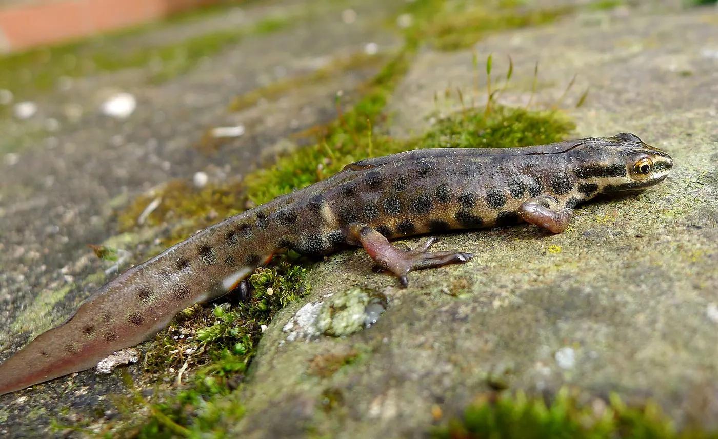 Male smooth newt on a mossy stone showing its spotted flanks