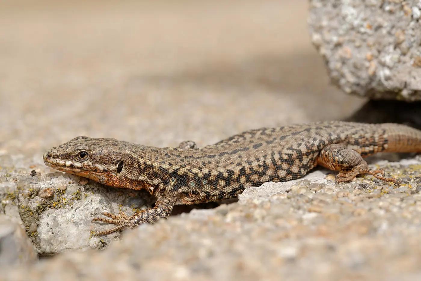 Common wall lizard basking on a stone with its tail curled